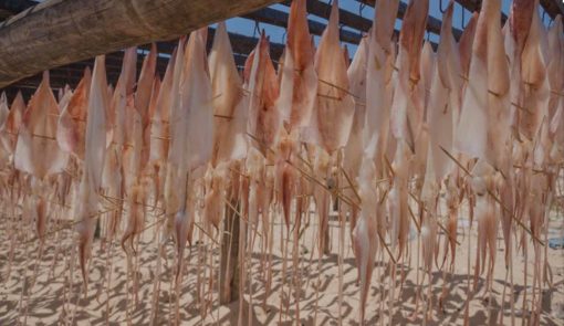 Mực 1 nắng Phú Yên - Hình ảnh 2